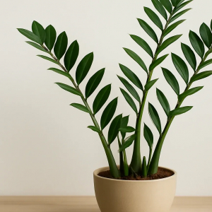 Добавьте 5 капель в воду — и замиокулькас начнет расти как на дрожжах: лучшая подкормка